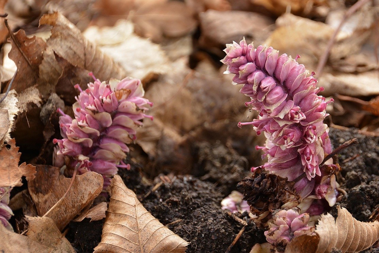 Psyllium: Para que serve? E o que é?