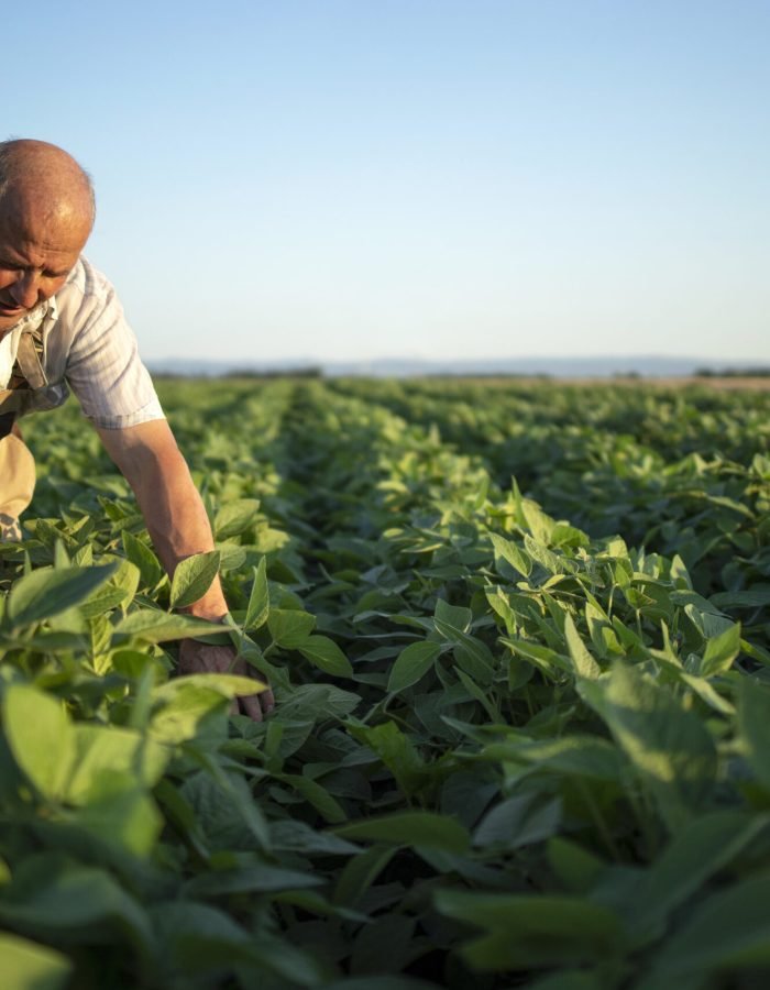 Senior hardworking farmer agronomist in soybean field checking crops before harvest.